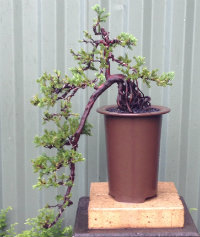 Bonsai For Beginners